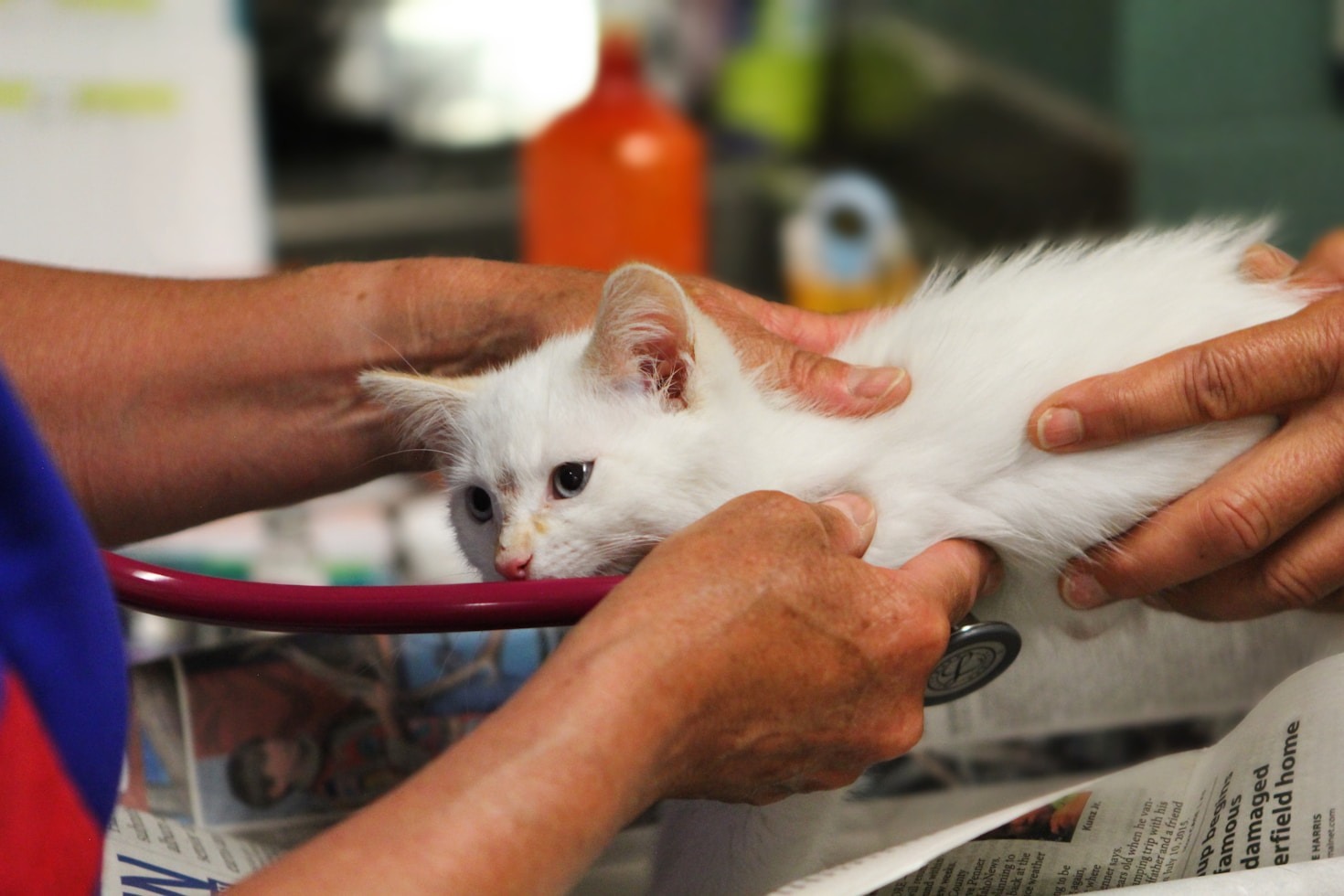 Dicas para garantir o bem-estar do seu animal em casa